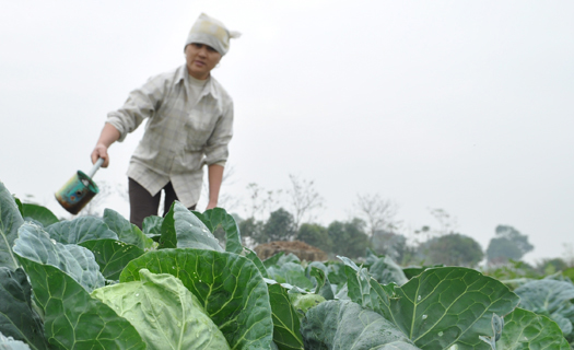 Nông nghiệp khẳng định vai trò 